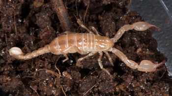 Media type: image; Invertebrate Zoology 46988